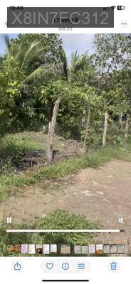 đất sổ hồng. dt 85m2. sđt ****** - Xã Phước Tuy  -  Huyện Cần Đước 