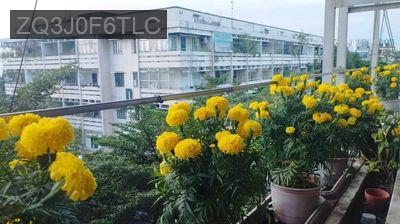 Chính chủ (sổ hồng riêng) cần bán chung cư Lô B, cư xá Gò Dầu 1 - Phường Tân Quý  -  Quận Tân Phú 