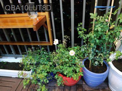 Gia đình bán cao ốc B Ngô Gia Tự Q.10. DT 61m2 2p. Giá 3,15 tỷ - Phường 1  -  Quận 10 