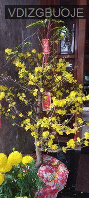 Chính chủ bán nhà mặt tiền - Phường Đông Hòa  -  Thị xã Dĩ An  Chính chủ bán nhà mặt tiền - Phường Đông Hòa  -  Thị xã Dĩ An