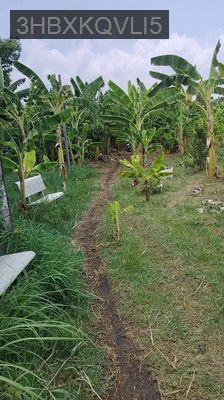 Cần Bán Gấp Đất Thổ Cư Hưng Long Bình Chánh - Xã Bình Hưng  -  Huyện Bình Chánh 