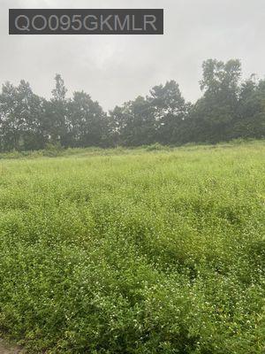 🔔 BÁN GẤP LÔ ĐẤT TRỒNG CÂY HÀNG NĂM GẦN TRUNG TÂM - CHỢ LỘC GIANG - Xã An Ninh Tây  -  Huyện Đức Hòa 