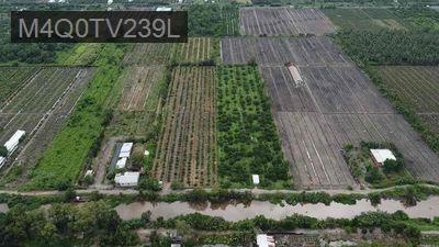 Đất giáp ranh HCM thu hoạch Chanh và Riềng ngay Giá cực tốt - Xã Lương Bình  -  Huyện Bến Lức 