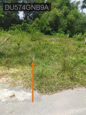 Bán đất thổ cư SHR 88m2 Thái Mỹ Củ Chi nhựa thông 12met - Xã Thái Mỹ  -  Huyện Củ Chi 