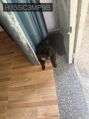 nhà khu dan cư ổn định - Xã Thới Tam Thôn  -  Huyện Hóc Môn 