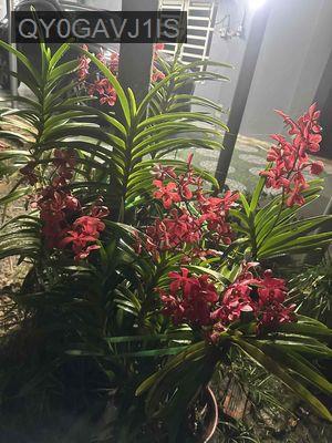 Bán nhà vườn góc hai mặt tiền, diện tích 2250 mét - Xã Phước Thạnh  -  Huyện Củ Chi 