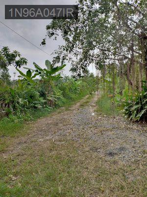 Bán đất thổ vườn 1431m Hồ Văn Tắng, Tân Phú Trung, Củ Chi - Xã Tân Phú Trung  -  Huyện Củ Chi 