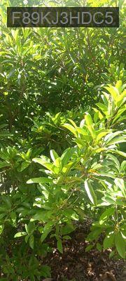 GIA ĐÌNH LY HÔN CẦN BÁN GẤP - Xã Phước Đông  -  Huyện Cần Đước 