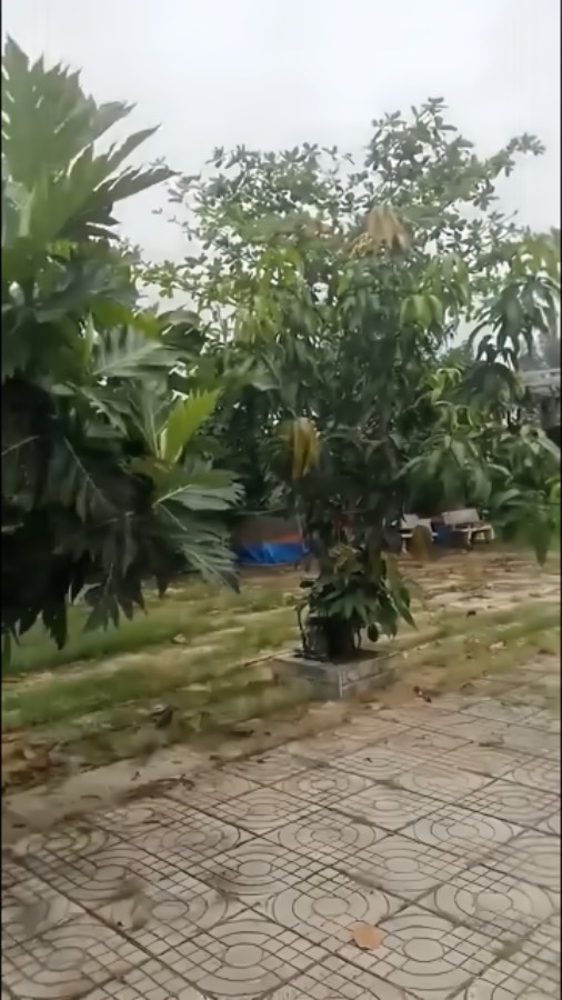 Bán nhà - Xã Vĩnh Lộc A  -  Huyện Bình Chánh  - 1400m² - 13tỷ - (ảnh - 3)