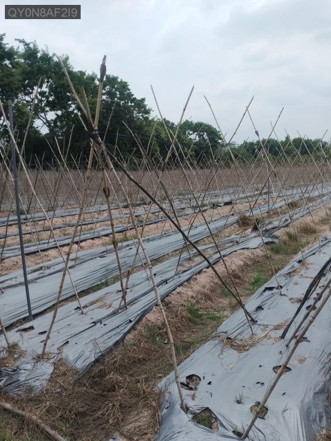 Bán lô đất mặt tiền đường nhựa Nhuận Đức tổng diện tích 3600m² chưa thổ cư. Giá 13tỷ còn TL - Xã Nhuận Đức  -  Huyện Củ Chi  - (ảnh - 5)