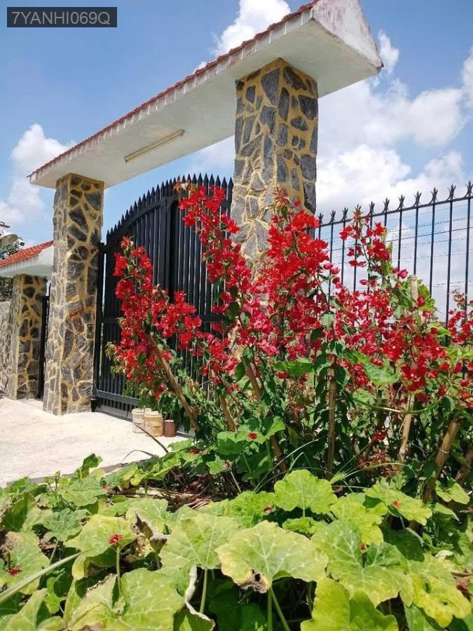 Bán nhà vườn Thị Trấn Hậu Nghĩa, SHR 18x48.5 có 200m² thổ cư. Đường ô tô chạy - Thị trấn Hậu Nghĩa  -  Huyện Đức Hòa  - (ảnh - 0)