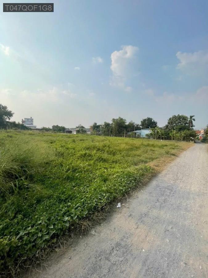 Bán đất Đường Trần Thị Cẩm, dt 393m² có sẵn 100m² thổ cư. Giá 3tỷ150tr TL - Xã Tân Phú Trung  -  Huyện Củ Chi  - (ảnh - 3)
