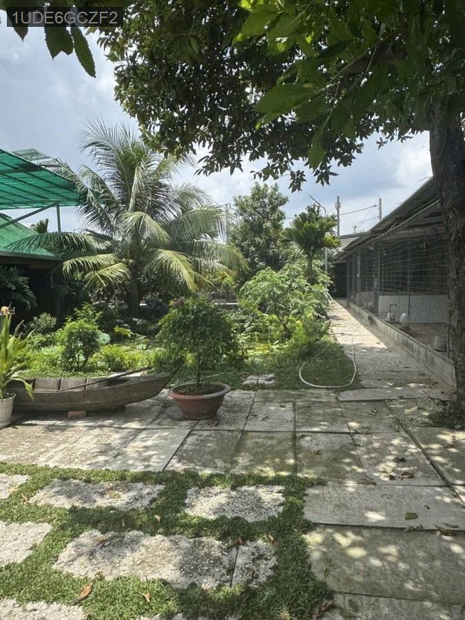 Bán nhà vườn đường Phạm Văn Sáng SHR full thổ cư TDT 1000m. Giá 25tỷ5 - Xã Vĩnh Lộc A  -  Huyện Bình Chánh  - (ảnh - 4)