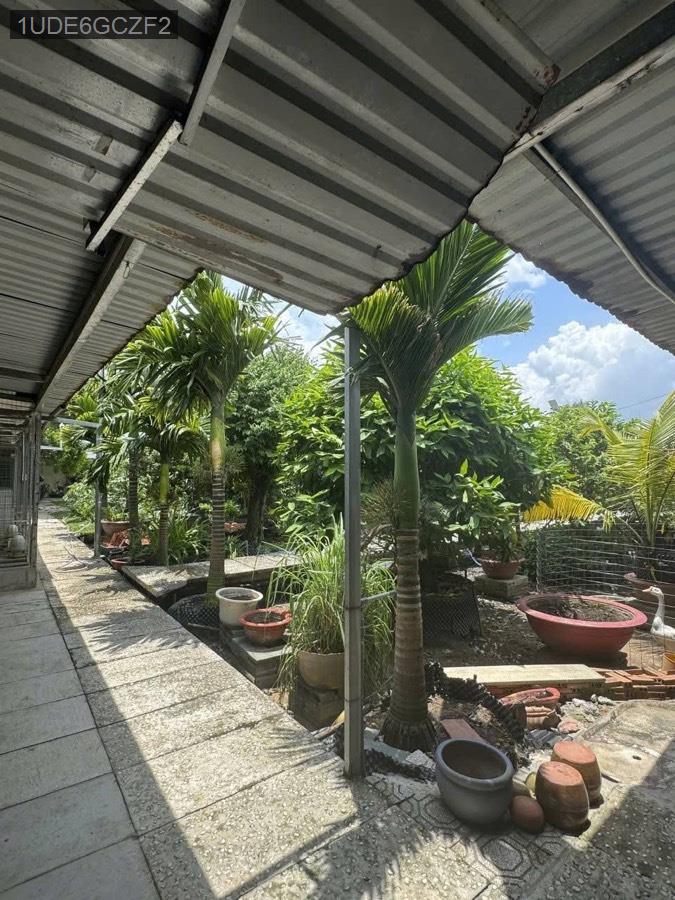 Bán nhà vườn đường Phạm Văn Sáng SHR full thổ cư TDT 1000m. Giá 25tỷ5 - Xã Vĩnh Lộc A  -  Huyện Bình Chánh  - (ảnh - 5)