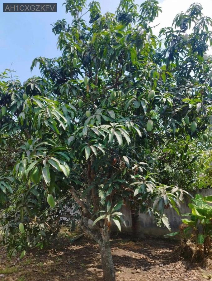 Bán nhà vườn Sổ Hồng Riêng 1000m² - thổ cư 300m², đường 6m. Giá 8tỷ7 - Xã Tân Hiệp  -  Huyện Hóc Môn  - (ảnh - 6)