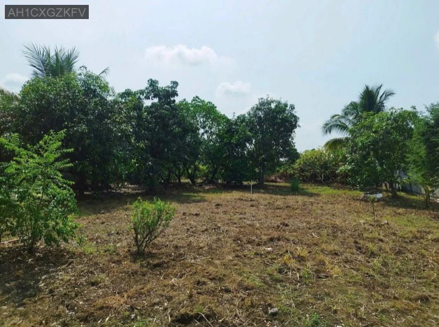 Bán nhà vườn Sổ Hồng Riêng 1000m² - thổ cư 300m², đường 6m. Giá 8tỷ7 - Xã Tân Hiệp  -  Huyện Hóc Môn  - (ảnh - 4)