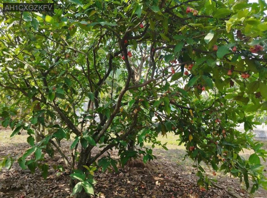 Bán nhà vườn Sổ Hồng Riêng 1000m² - thổ cư 300m², đường 6m. Giá 8tỷ7 - Xã Tân Hiệp  -  Huyện Hóc Môn  - (ảnh - 5)