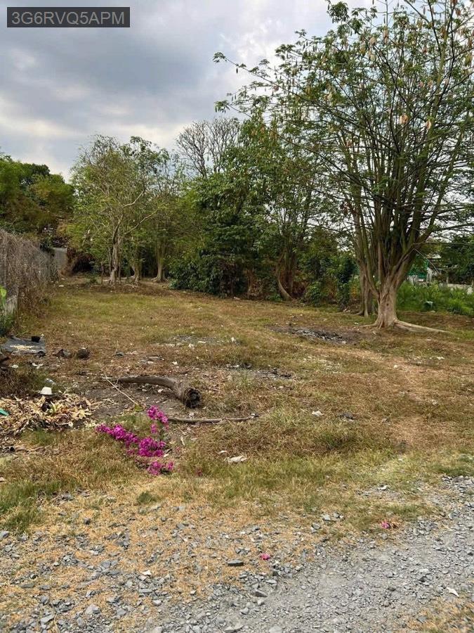 Bán lô đất vườn cách QL22 tầm 100m, gần trường học - uỷ ban. Diện tích 16x48, tổng 769m² - Xã Tân Thông Hội  -  Huyện Củ Chi  - (ảnh - 2)