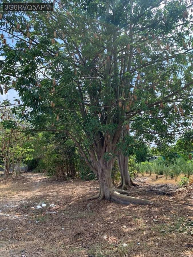 Bán lô đất vườn cách QL22 tầm 100m, gần trường học - uỷ ban. Diện tích 16x48, tổng 769m² - Xã Tân Thông Hội  -  Huyện Củ Chi  - (ảnh - 3)