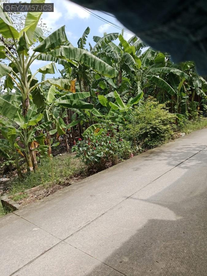 Bán đất đường Thới Hoà, diện tích 12x14. Giá 2tỷ TL - Xã Vĩnh Lộc A  -  Huyện Bình Chánh  - (ảnh - 0)