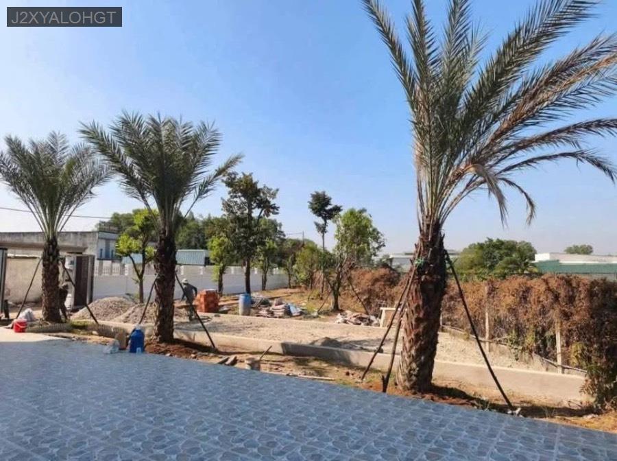 Bán nhà vườn HL2 Ấp Xóm Đồng diện tích 778m² . Gần chợ, trường học, uỷ ban - Xã Tân Phú Trung  -  Huyện Củ Chi  - (ảnh - 3)