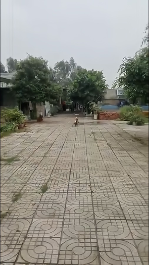 Bán nhà - Xã Vĩnh Lộc A  -  Huyện Bình Chánh  - 1400m² - 13tỷ - (ảnh - 2)