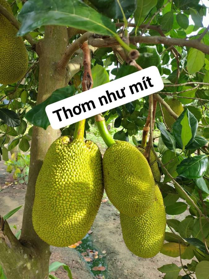 Bán đất - Xã Vĩnh Lộc A  -  Huyện Bình Chánh  - 220m² - 14.7tỷ - (ảnh - 0)